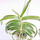 Vanda limbata sp. Orchid Plant - BS