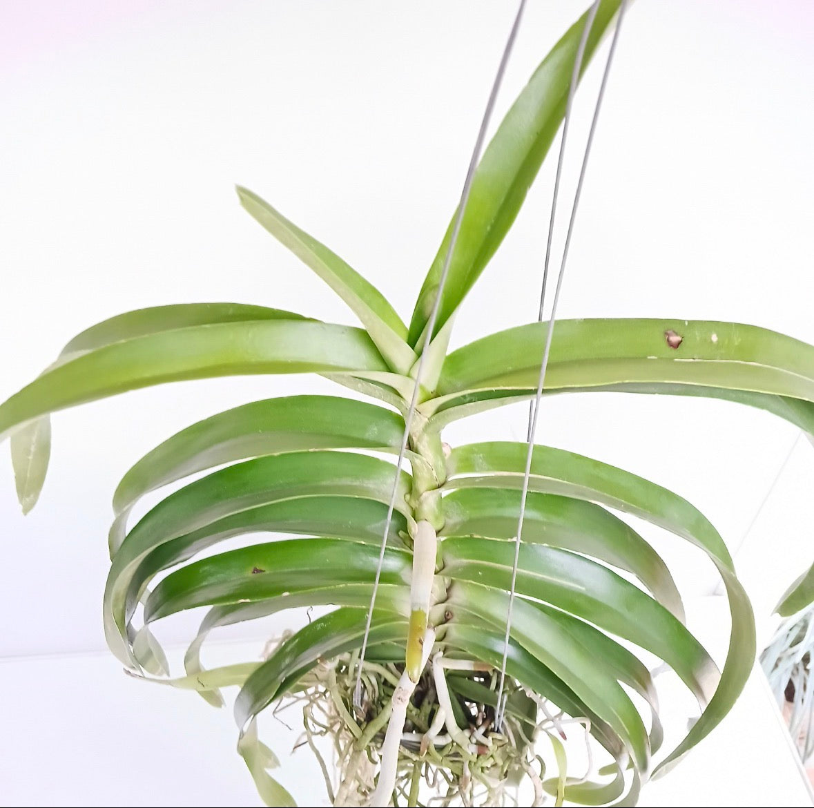 Vanda limbata sp. Orchid Plant - BS