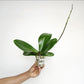 Phalaenopsis I-Hsin Sesame Orchid Plant - FF