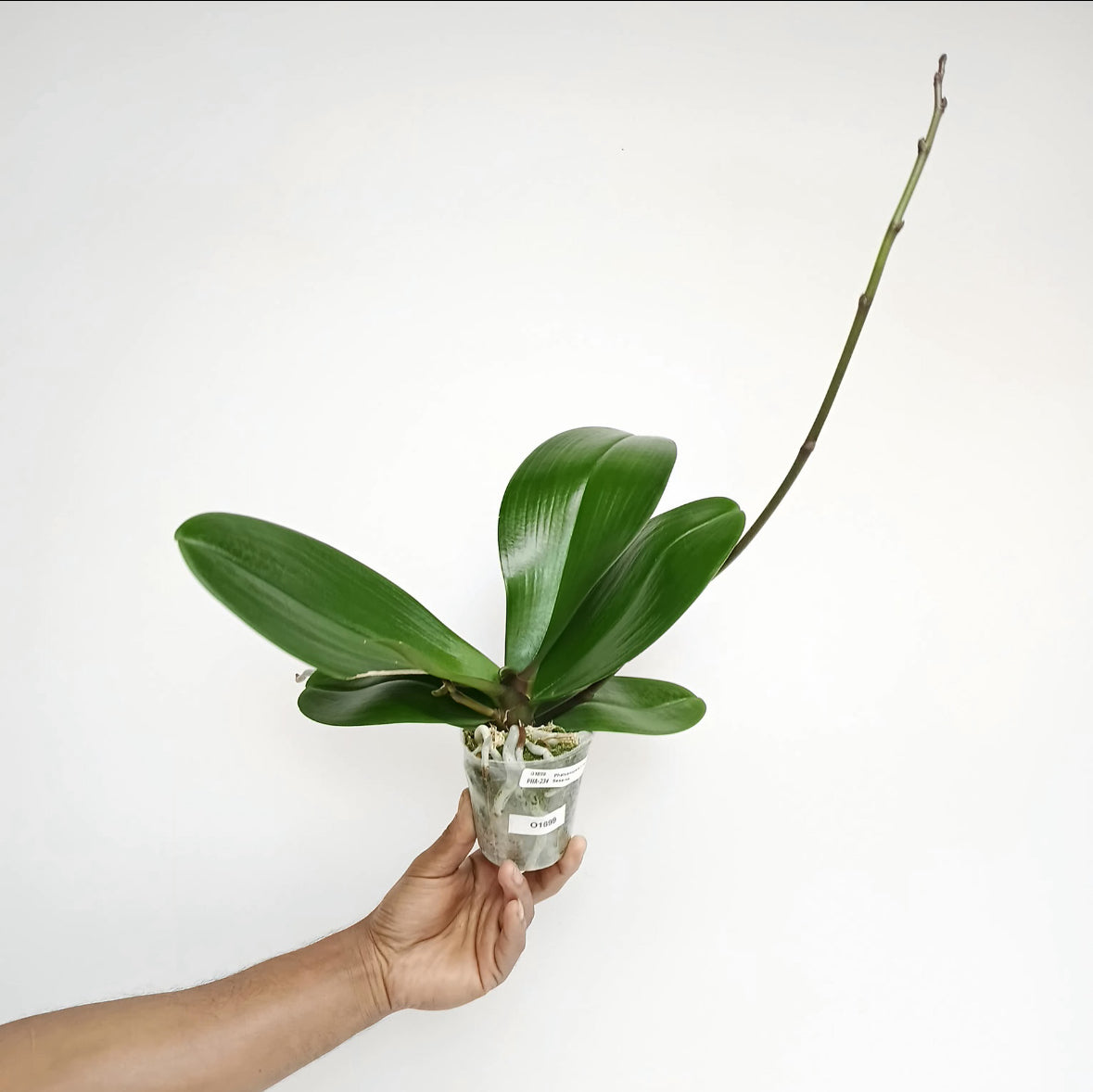 Phalaenopsis I-Hsin Sesame Orchid Plant - FF