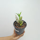 Catasetum Pileatum White Orchid Plant - BS - Buy Orchids Plants Online by Orchid-Tree.com