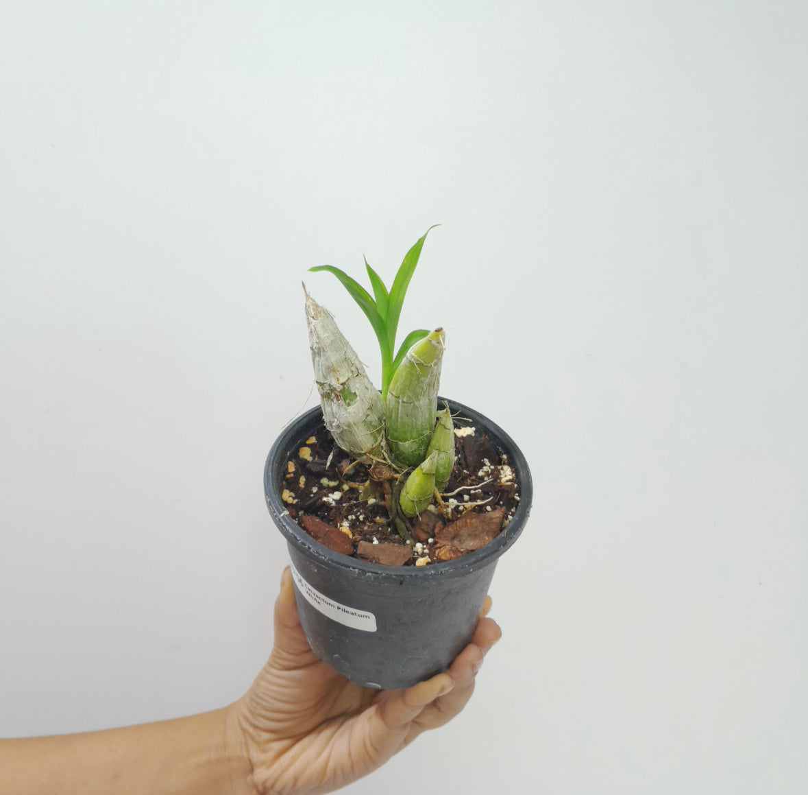 Catasetum Pileatum White Orchid Plant - BS - Buy Orchids Plants Online by Orchid-Tree.com