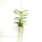 Vanda tessellata Pink sp. Orchid Plant - BS