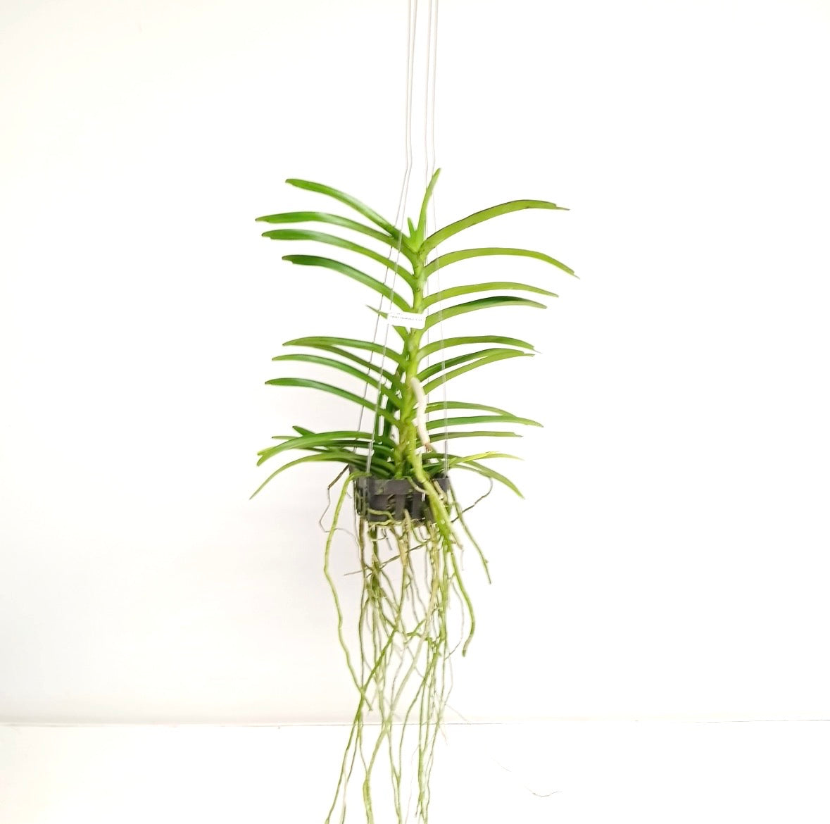 Vanda tessellata Pink sp. Orchid Plant - BS
