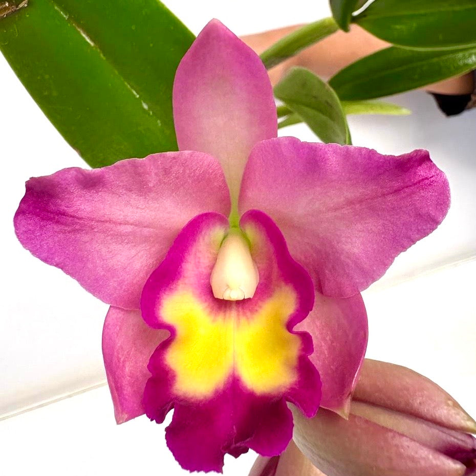 Cattleya Korn Lada Charming # 5 Wild Purple Orchid Plant - BS - Buy Orchids Plants Online by Orchid-Tree.com
