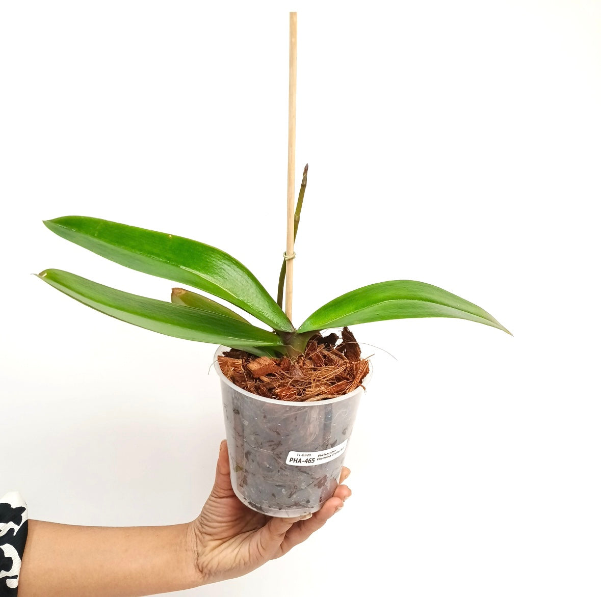 Phalaenopsis Charming Crystal Ball Orchid Plant - FF