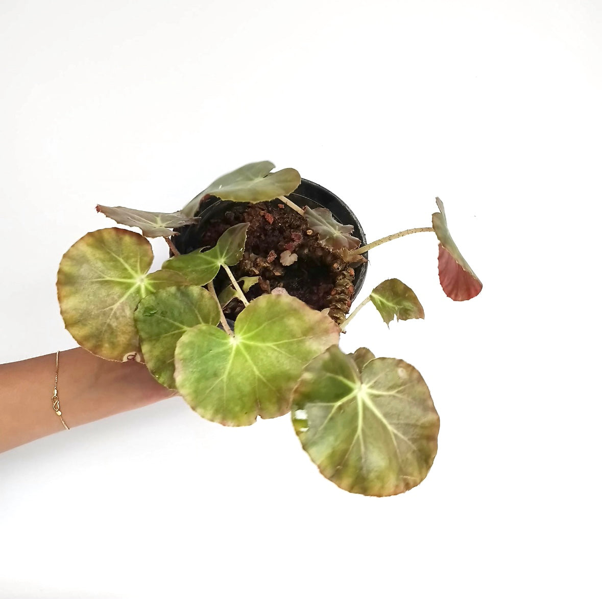 Rex Begonia | 8 Options