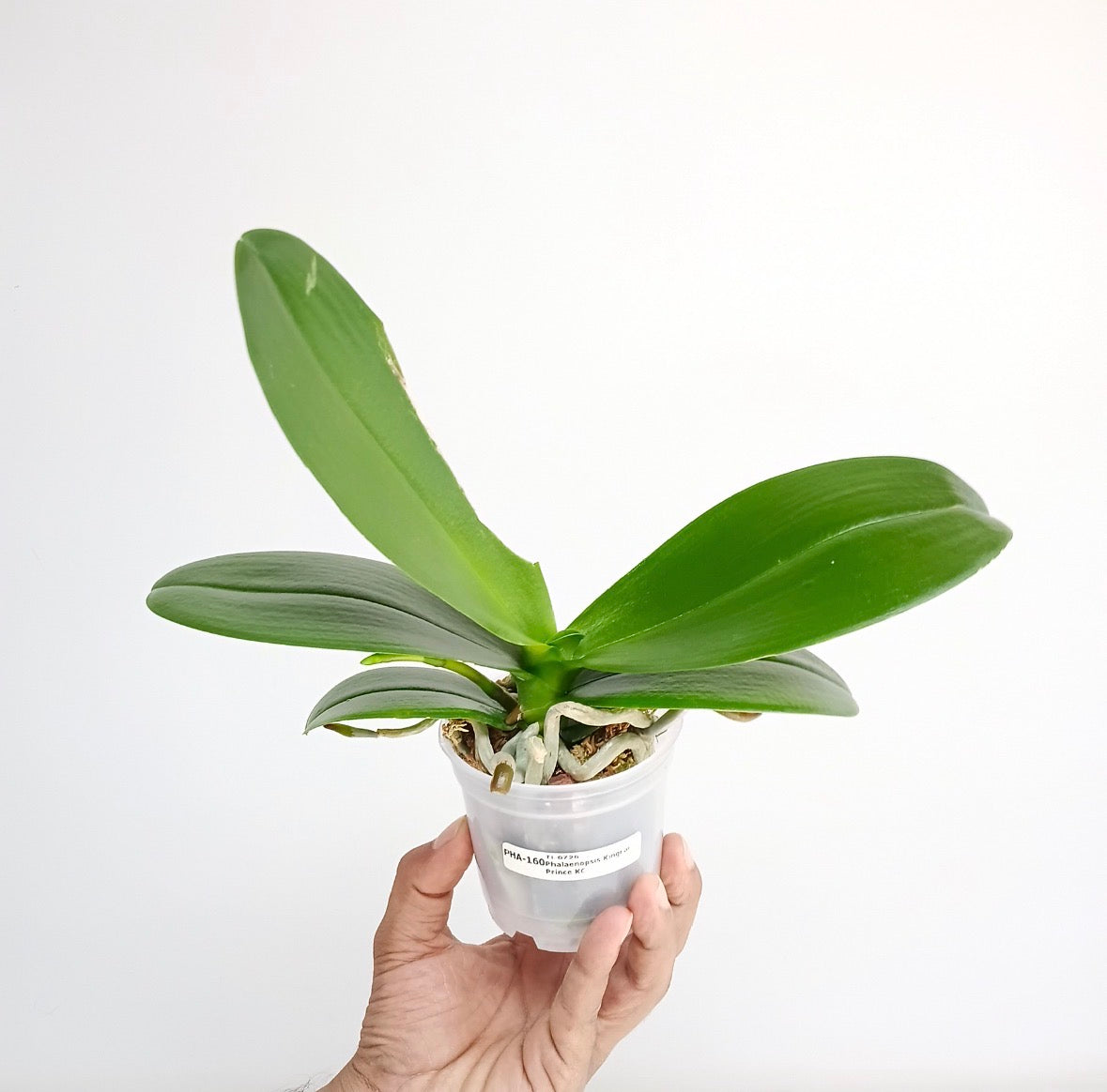 Phalaenopsis Kingcar Prince KC Orchid Plant - FF