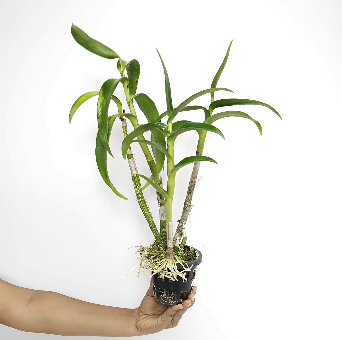 Dendrobium Yellow Rabbit RYU Orchid Plant - BS
