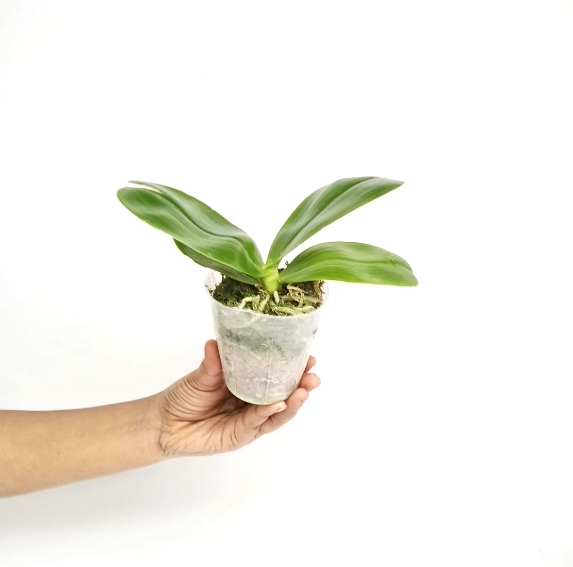 Phalaenopsis violacea var. indigo X sib Orchid Plant - BS