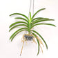 Vanda Dr. Anek x Similan Blue Orchid Plant - BS