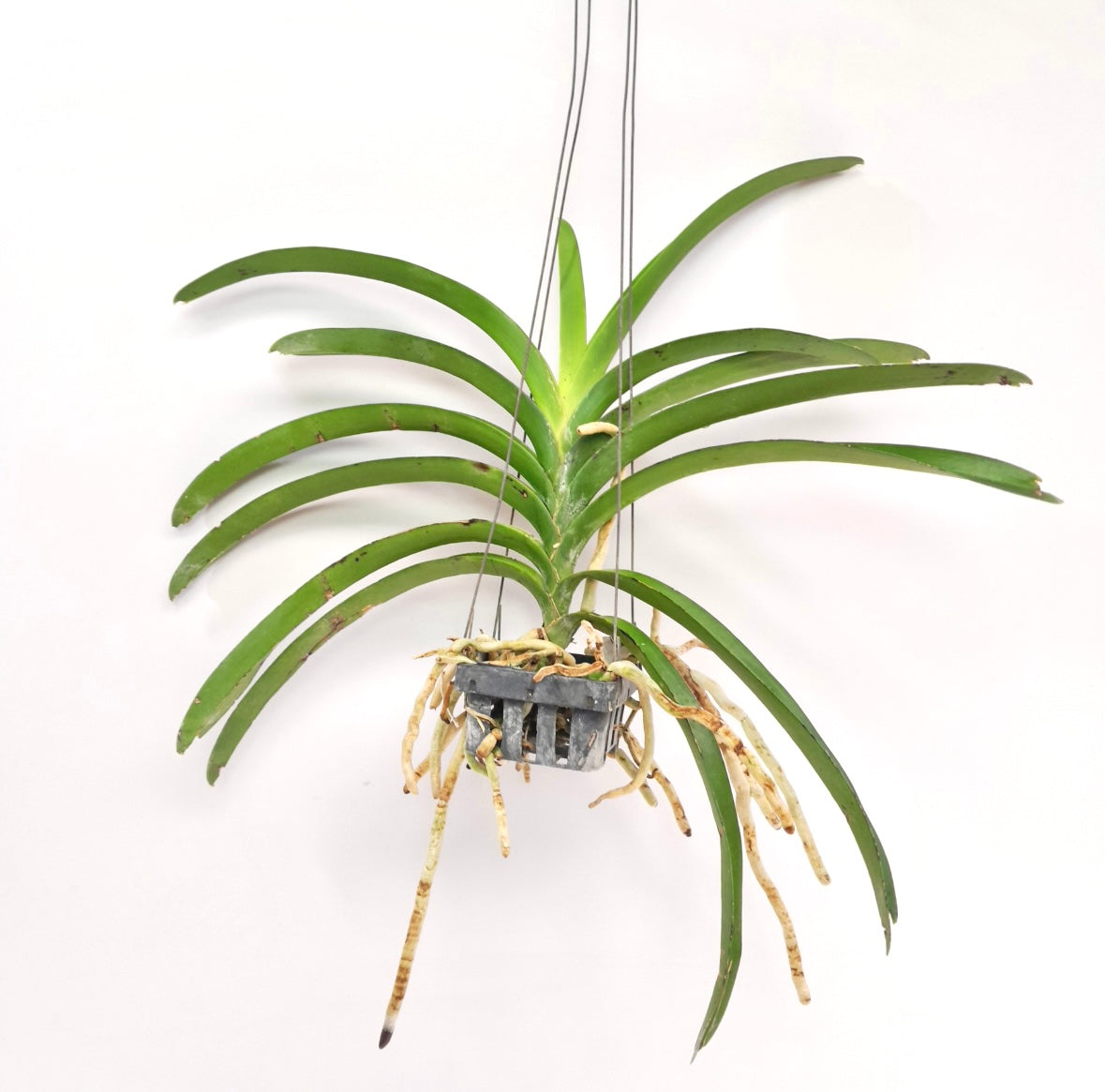 Vanda Dr. Anek x Similan Blue Orchid Plant - BS