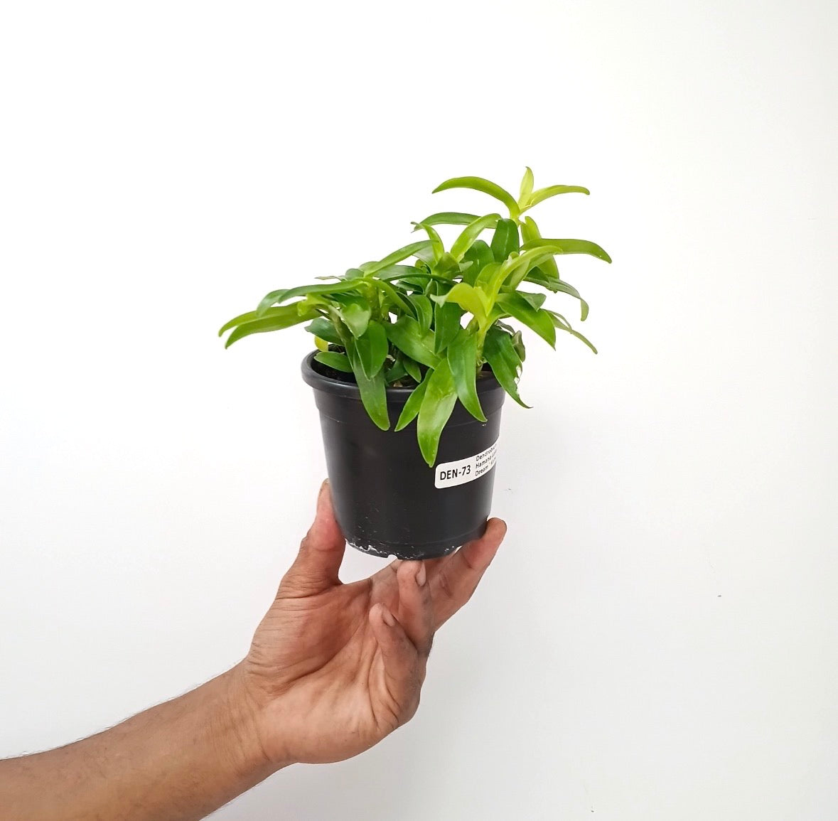 Dendrobium Hamana Lake Dream 'Kumi' Orchid Plant - BS - Buy Orchids Plants Online by Orchid-Tree.com