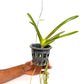 Vanda Somsri Gold x Bitz's Heartthrob Orchid Plant - SS