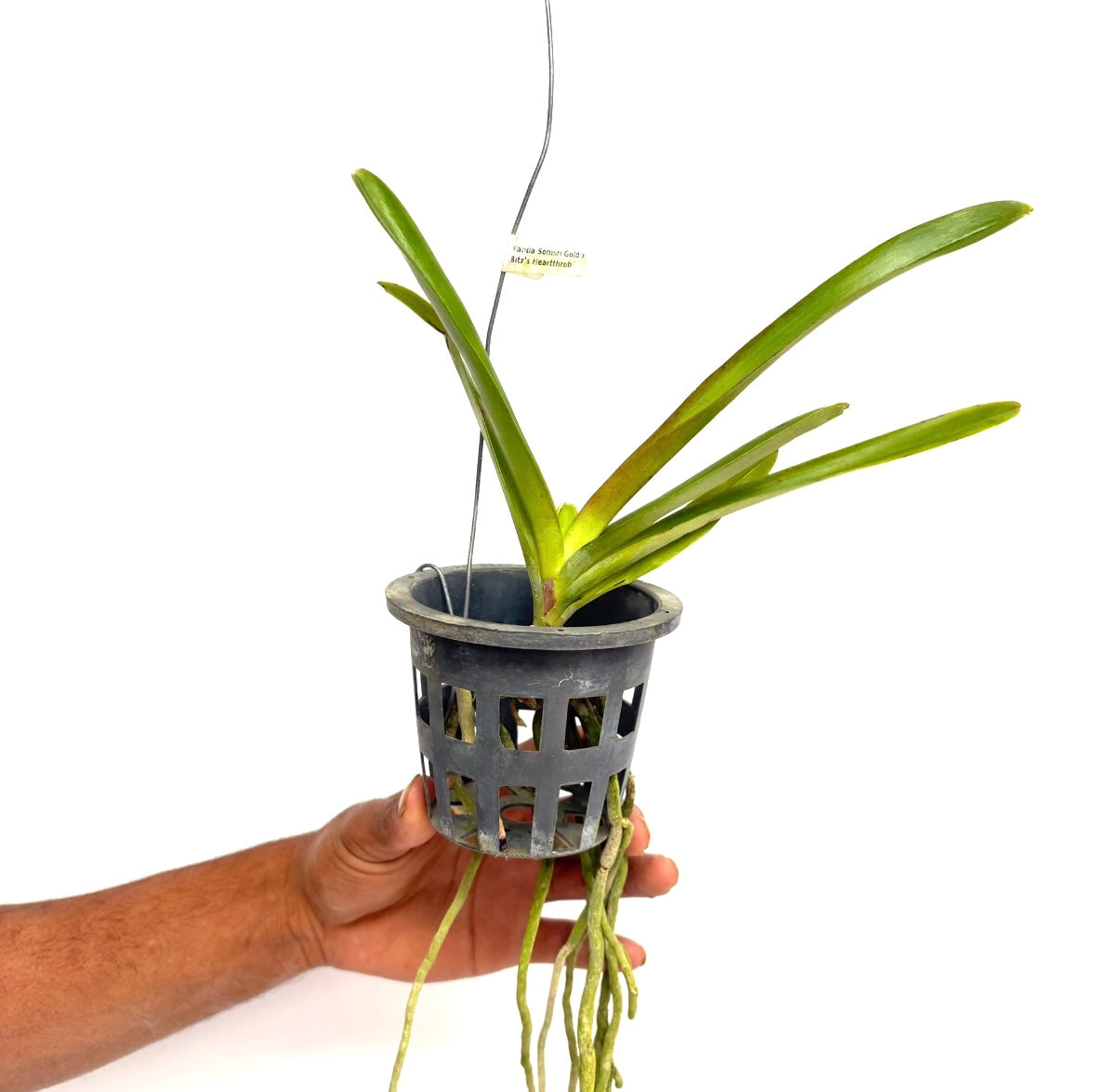 Vanda Somsri Gold x Bitz's Heartthrob Orchid Plant - SS