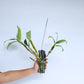 Dendrobium densiflorum sp. Orchid Plants - BS