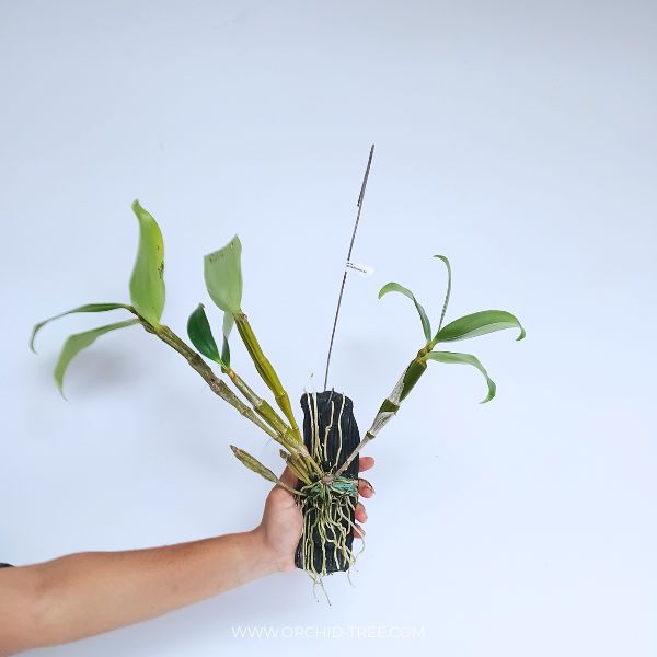 Dendrobium densiflorum sp. Orchid Plants - BS