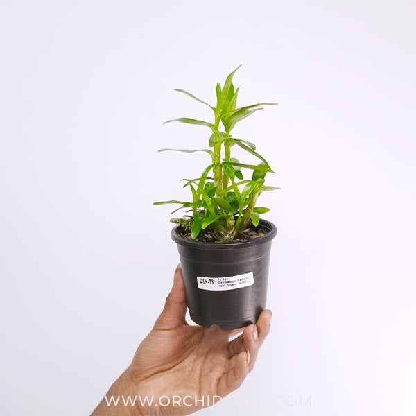 Dendrobium Hamana Lake Dream 'Kumi' Orchid Plant - BS - Buy Orchids Plants Online by Orchid-Tree.com