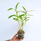 Dendrobium (Ckaii "Oka" x Sanphran Brown)#172 Orchid Plant - BS