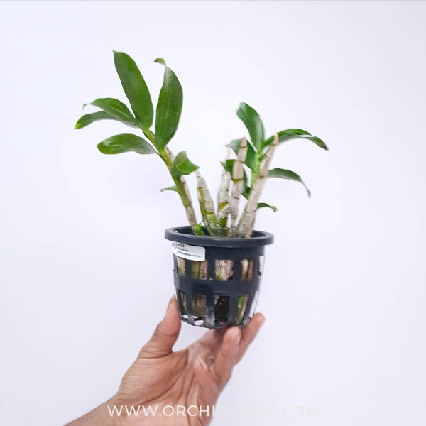 Dendrobium amethystoglossum sp. Orchid Plant - BS - Buy Orchids Plants Online by Orchid-Tree.com