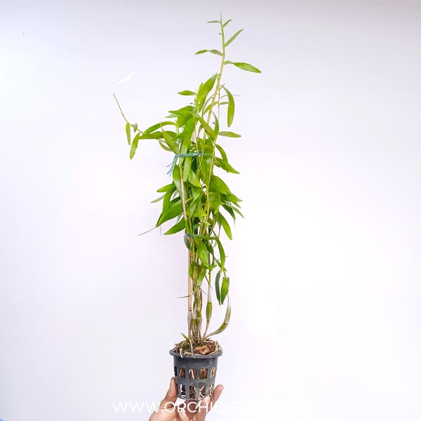Dendrobium Sekarpuro Orchid Plant - BS