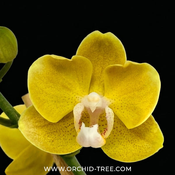 Coconut Husk Phalaenopsis