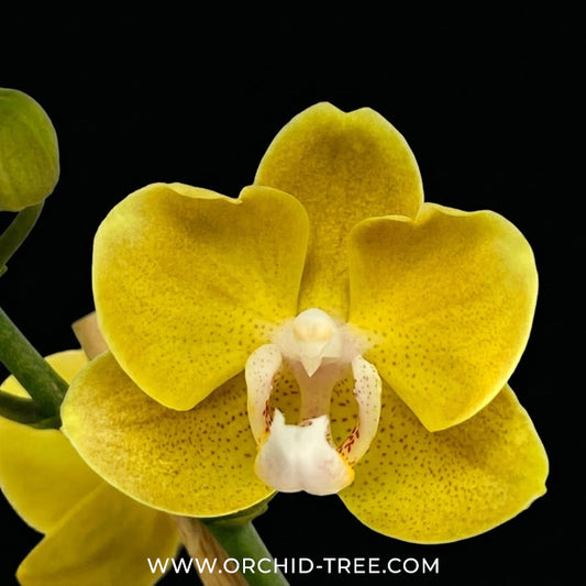Phalaenopsis Dame Etna Orchid Plant - FF - Buy Orchids Plants Online by Orchid-Tree.com