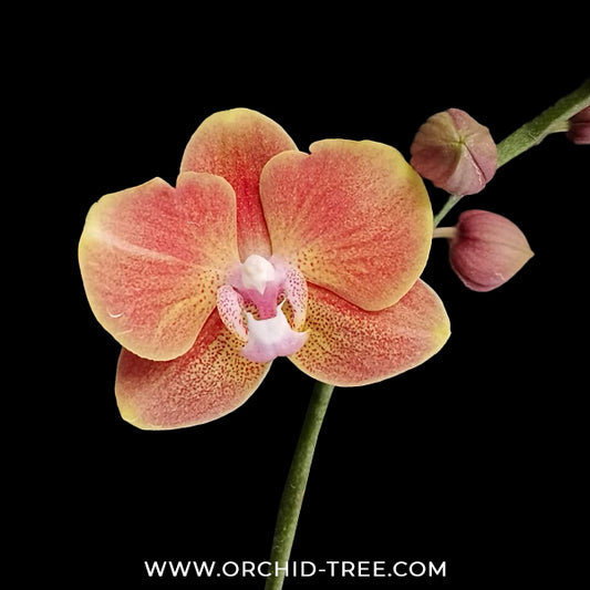 Phalaenopsis Dame Etna Orchid Plant - FF