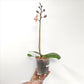 Phalaenopsis Dame Etna Orchid Plant - FF