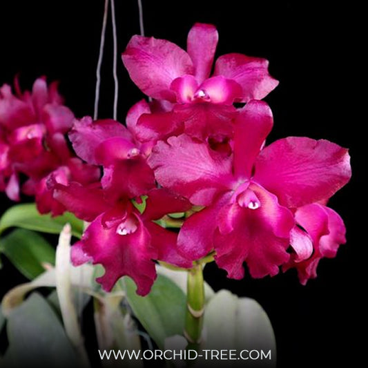 Cattleya (Ctt.) Netrasiri Dark Prince Orchid Plant - BS