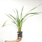 Cymbidium dayanum Red sp. Orchid Plant - BS