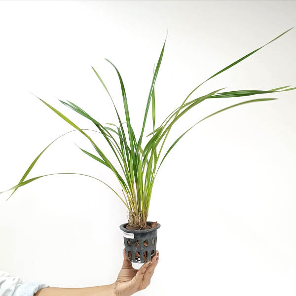 Cymbidium dayanum Red sp. Orchid Plant - BS