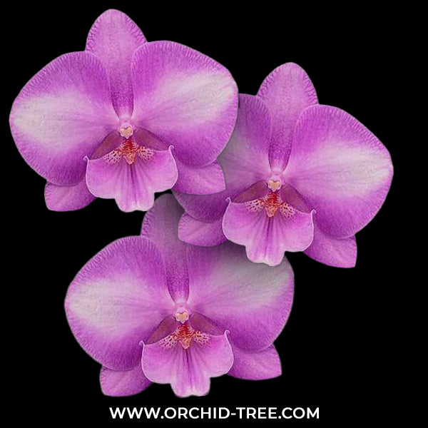 Phalaenopsis Deejay Soul Orchid Plant FF OrchidTree
