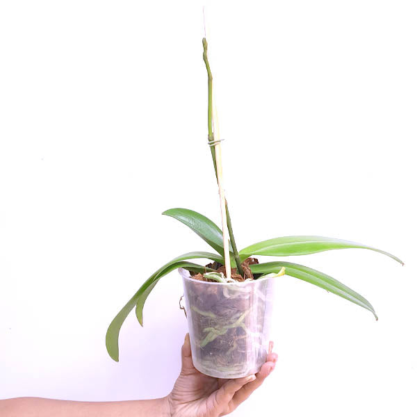 Phalaenopsis Deejay Soul Orchid Plant FF OrchidTree