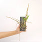 Dendrobium delacourii sp. Orchid Plant - BS