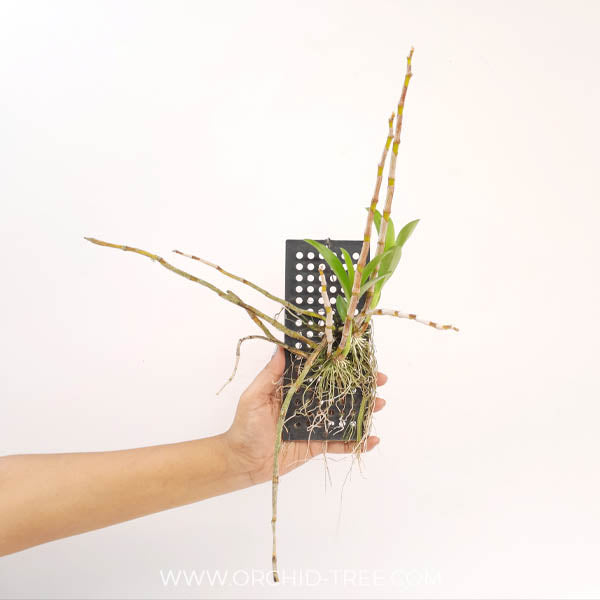 Dendrobium delacourii sp. Orchid Plant - BS