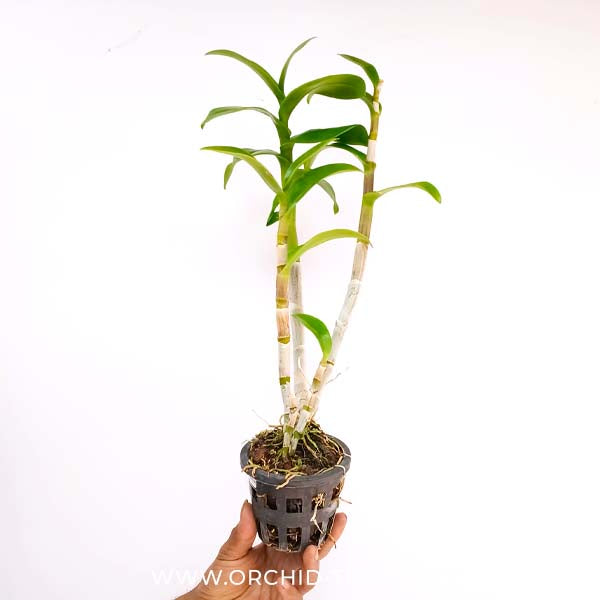 Dendrobium Cobra x lasianthera Orchid Plant - FF