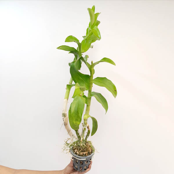 Dendrobium Mayneal x Uraiwan Orchid Plant - BS
