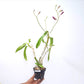 Dendrobium Starfish Red Orchid Plant - BS
