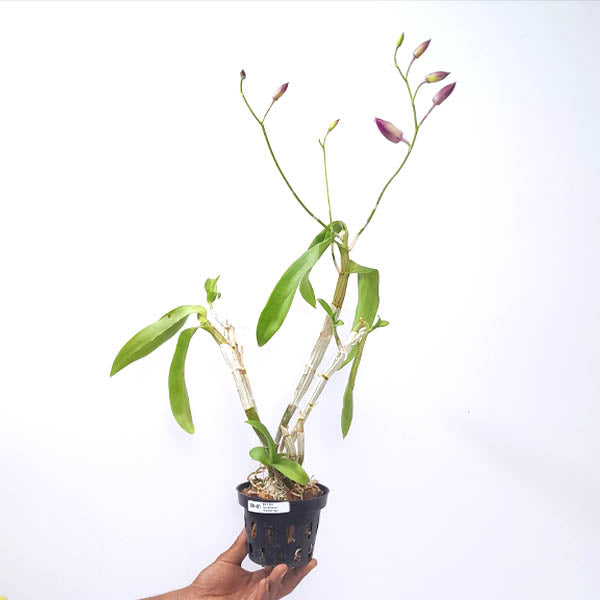 Dendrobium Starfish Red Orchid Plant - BS