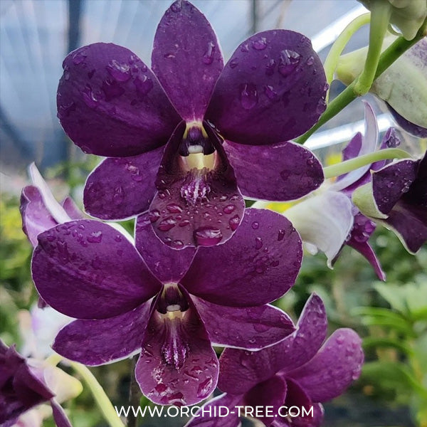 Dendrobium Airway Blue Angel Orchid Plant - BS