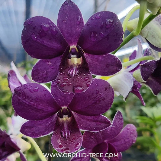 Dendrobium Airway Blue Angel Orchid Plant - BS