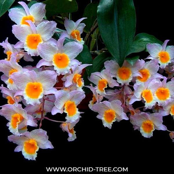 Dendrobium amabile Sp. - BS