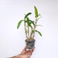 Dendrobium Visa Peach Orchid Plant - BS