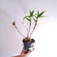 Dendrobium Maroon Twist Orchid Plant - FF