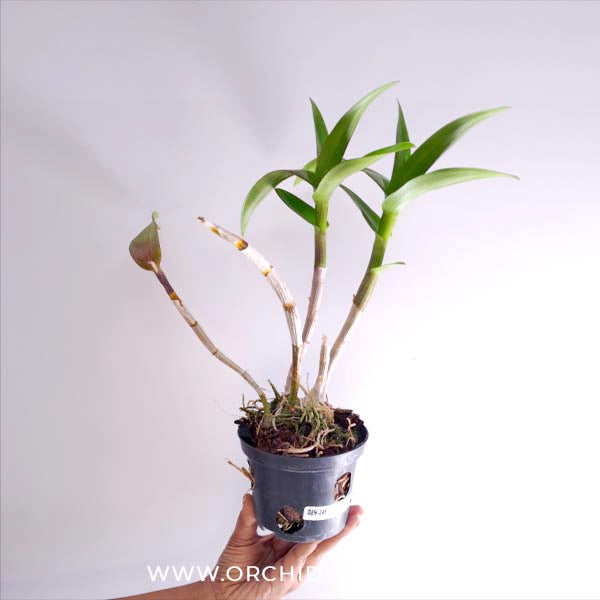 Dendrobium Maroon Twist Orchid Plant - FF