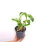 Dendrobium Yellow Pink Lip Orchid Plant - MS