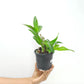 Dendrobium Queen Pink x Compactum Orchid Plant - BS