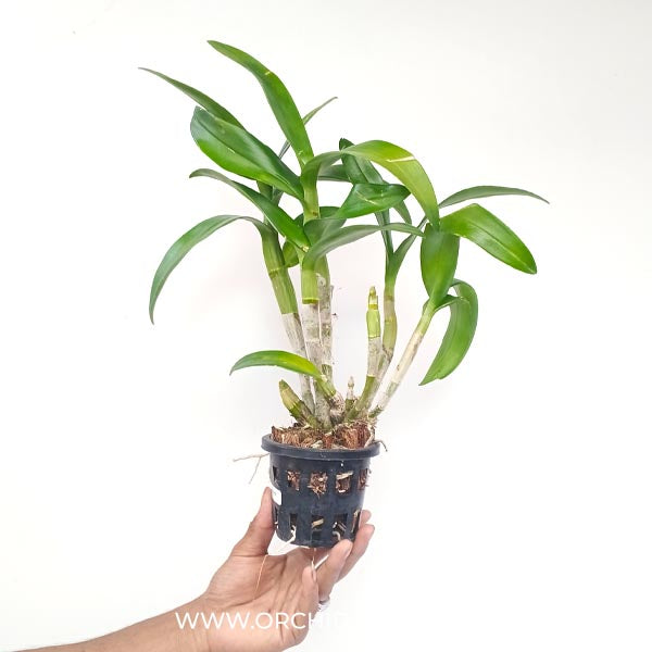 Dendrobium Airway Blue Angel Orchid Plant - BS