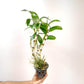 Dendrobium Blue #10 Orchid Plant -BS